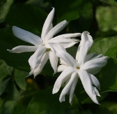 Elongata Sambac Jasmine, Jasminum sambac 'Elongata Belle of India'